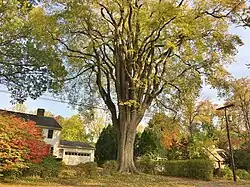 "The Grayson Elm" in Amherst, Massachusetts, in fall (2020)