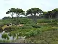 Kalogria (Prokopos) Lagoon Shore.