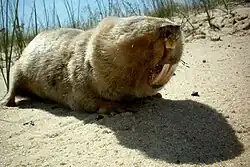 Brown mole-rat