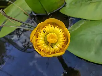 Nuphar lutea flower