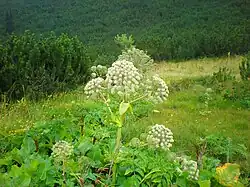 Flora of Ibar
