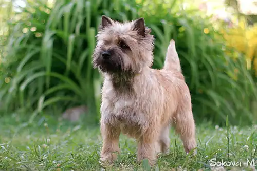 Red/wheaten