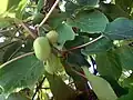 Actinidia kolomikta