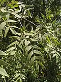Mature leaves