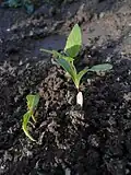 Seedling
