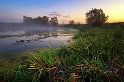 Vovcha
