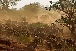 A flock of Hamari sheep in Al-Khuwai