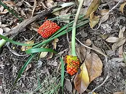 Fruit
