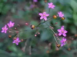 Talinum patens