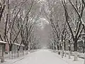 Xue Lin Road, North Campus (8 February 2008)