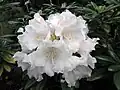Rhododendron degronianum ssp yakushimanum -Leuven Botanical Garden, Belgium- (9227006945)
