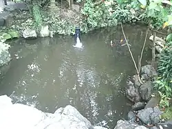 Pond