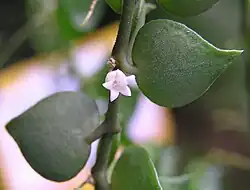 "Dischidia ruscifolia" at the Hong Kong Zoological and Botanical Gardens