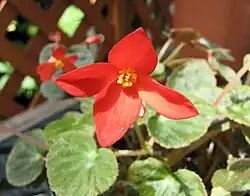 Begonia davisii