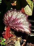 The plants of many species of Begonia are covered with fine hairs.