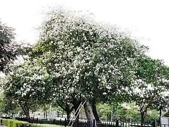 Ceiba speciosa, white flowers