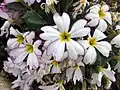 Primula sinensis flowers (2017)
