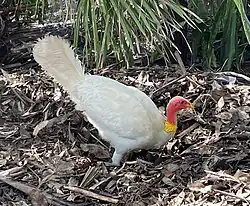 "Mr Albines", a male Australian brushturkey (albino) in Noosa, Queensland, Australia