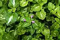Leaves