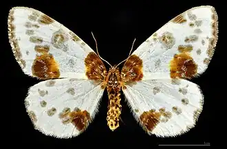 ♀