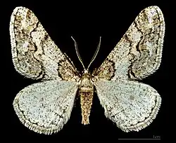 ♂
