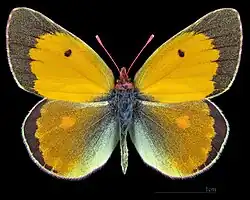 Colias myrmidone, male