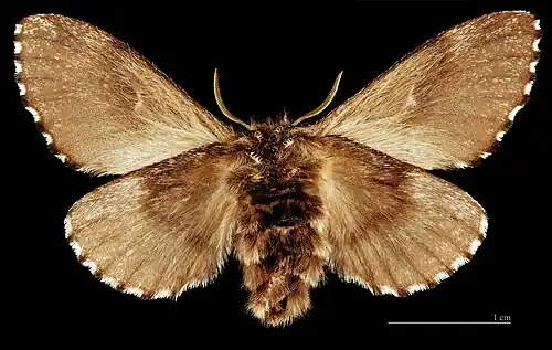 ♂ △