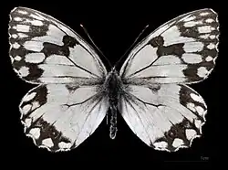 Melanargia lachesis ♂