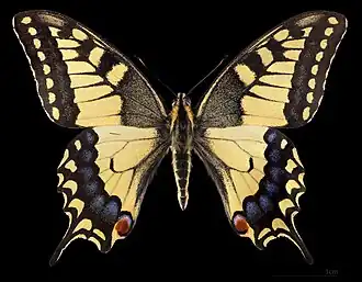 ♂