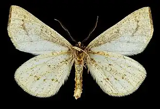 ♂ △