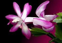 There is a short piece of stem visible to the right. A flower then points to the left. The flower appears to consist of one flower emerging from another; a white tube connects the lower part of the flower to the upper part. The tepals are white with pink-purple edges.