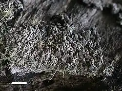 Menegazzia castanea on a rock outcrop. Rock and Pillar Range, New Zealand. Scale bar = 1 cm.