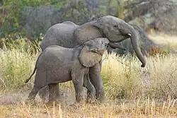 Desert-adapted baby elephants cuddling in Damaraland, Namibia