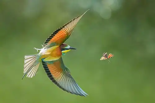 European bee-eater chasing an Aglais butterfly in flight