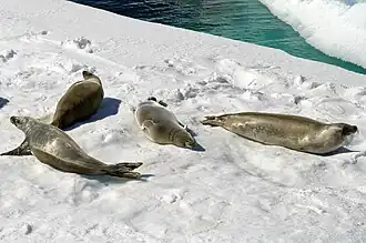 Photograph of 4 crabeater seals lying on an iceberg.