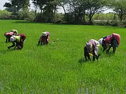 Agricultural workers in paddy field