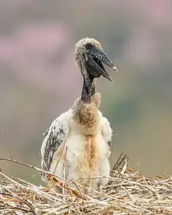 Jabiru chick in the Pantanal, Brazil