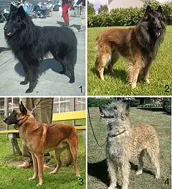 Belgian Shepherd varieties, clockwise from top left: Groenendael,Tervuren, Laekenois, Malinois