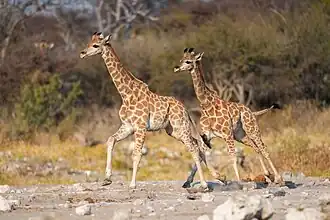Babies running after each other in Etosha National Park
