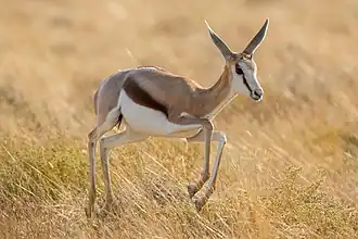 Juvenile Springbok stotting in Etosha National Park