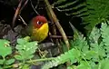 Chestnut Headed Tesia