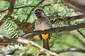 African red-eyed bulbul in Namib-Naukluft National Park, Namibia