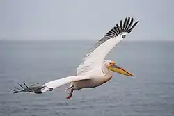 Great white pelican in flight at Pelican point, Namibia