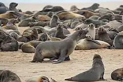Cape fur seal bull vocalizing at Pelican point, Namibia