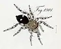 female (1846 drawing)