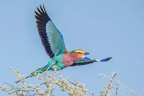Taking off showing wing underside in Etosha National Park, Namibia