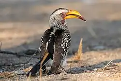 Adult female in Etosha National Park, Namibia