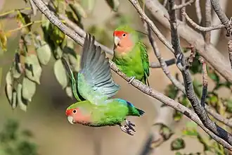 Rosy-faced lovebird couple taking off