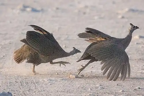 Damara helmeted guinea fowl fighting in Etosha National Park, Namibia