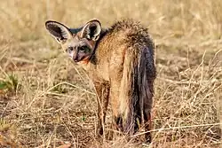 Bat-eared fox in Otjozondjupa Region, Namibia